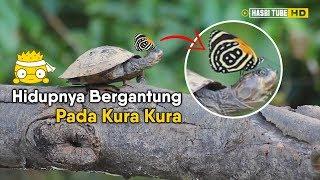 Ada Hewan yang bisa jadi petani! 8 Hewan dengan Kebiasaan Makan Paling Unik di Dunia