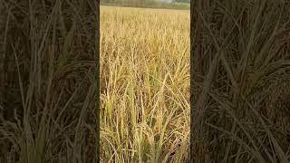 Paddy plat #shortvideo #shorts #bihar #mk india tech 99