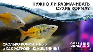 Сколько кормить рыб? Нужно ли размачивать корм? Как устроен кишечник рыб?