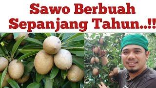 10 Tips Cara Menanam Sawo Pasti Cepat Berbuah dan Lebat, Tabulampot Sawo Berbuah Sepanjang Tahun,.!!