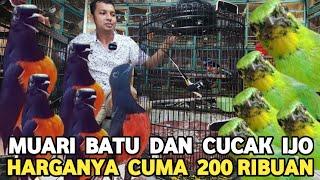 HARGANYA TERJUN BEBAS..!! MURAI BATU DAN CUCAK IJO CUMA 200 RIBUAN PASAR BURUNG PRAMUKA