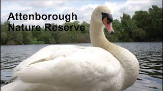 Attenborough Nature Reserve - A Short Documentary