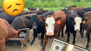 Stocker Heifers: How much $$$ did we lose?