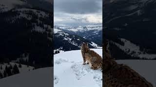 The Call of the Wild: The Roar of the Mighty Lynx