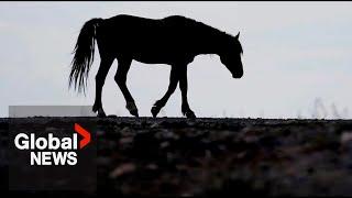 RCMP investigation underway after 17 wild horses shot and killed in BC