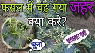 गलती से खरपतवार नाशी का स्प्रे हो गया है। क्या करे । Herbicide ।insecticide ।