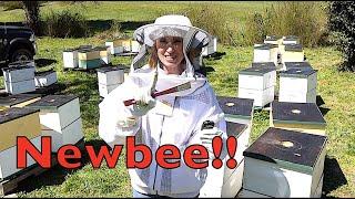 Beekeeping Tips For Beginners