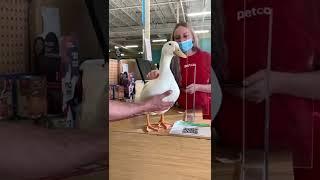 #shorts  Making a new friend in @petco #foryou #petduck #petducksoftiktok #duckfriend #friends