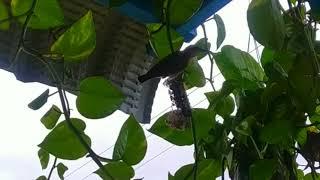 Hummingbird Nest in my garden #Hummingbird #nest #greengardening #Hummingbirdcreatingnest #Bird est