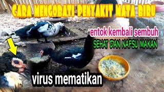 Cara mengobati Penyakit mata biru pada entok||Entok kembali sembuh dan sehat|dunia tani dan ternak