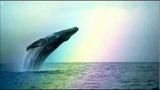 Whales & Dolphins ~ Natural Sounds