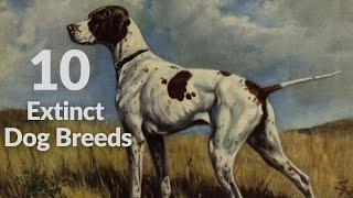 Top 10 Extinct Dog Breeds