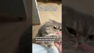 #tum hi to ho mere sathi#cute kitti #funny cat youtube shorts video #viral️️️