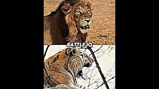 Lion vs Tiger (Base) [Remake] | #shorts #edit