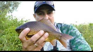 What attracts crucian carp? Summer fishing for crucian carp