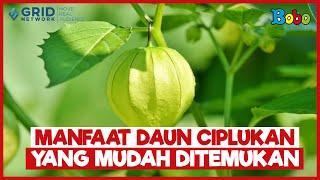 Fakta Menarik - Manfaat Daun Ciplukan yang Mudah Ditemukan, Mengatasi Sariawan hingga Obati Rematik