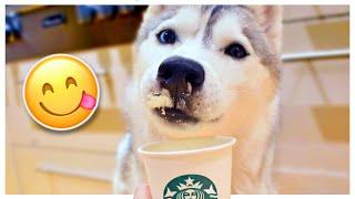 Dog DEMANDS a Midnight Snack! (and it has to be a puppuccino!)