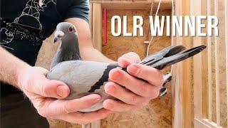 Our $$$ winning OLR racing pigeons are back!! Let's have a look!