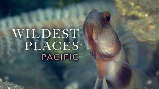 Wildest Places: Pacific Bays