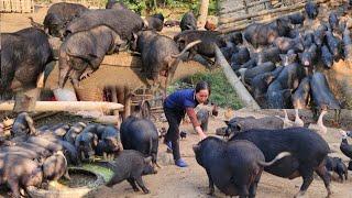 Lulu farm, harvested a corn field to feed more than 1000 pigs, the pigs ate well and became fat.