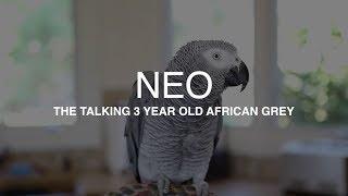 "Neo" the African Grey talking up a storm - Best parrot talking video ever plus he whistles Mozart