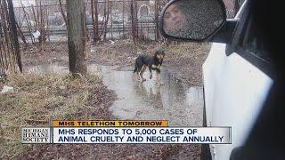 MHS responds to 5,000 cases of animal cruelty and neglect annual