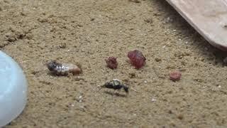 Camponotus rufoglaucus feae - Putzen statt fressen