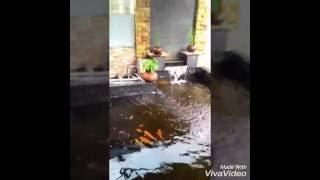 Kolam ikan koi minimalis di depan rumah