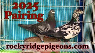 Christmas Eve, Racing pigeons, flying pigeons, and breeding pigeons