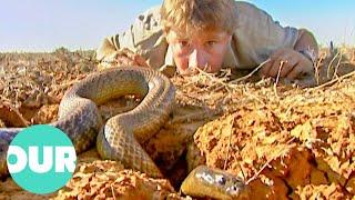 The Ten Deadliest Snakes In the World With Steve Irwin | Our World