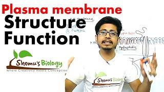 Plasma membrane structure and function