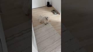 Cleo wartet auf Freigabe #dog#training #dogsofyoutube #pets