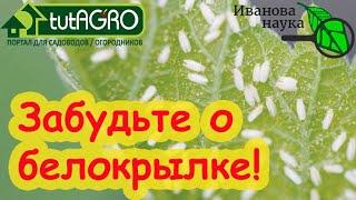 Всего 3 опрыскивания и вы забудете о белокрылке НАВСЕГДА! АВТОРСКАЯ СХЕМА БОРЬБЫ С БЕЛОКРЫЛКОЙ.