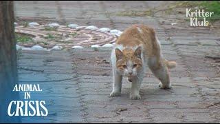 'HELP!' Stray Cat Pleads For Helping His Friend Be Treated (Part 2) | Animal in Crisis EP104