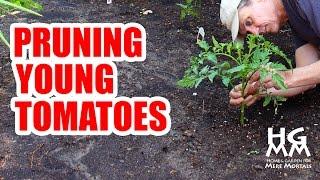 How to Prune Young Tomato Plants