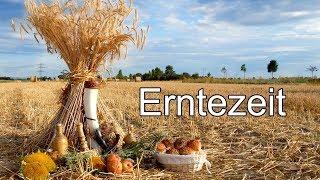 Erntezeit - von altem Brauchtum und Korngeistern