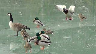 Mallard Ducks Ice Curling