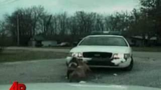 Dog attacks cop car - rips bumper off