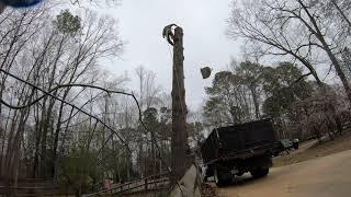 Old school tree climbing and rigging with septic, fence and driveway under it