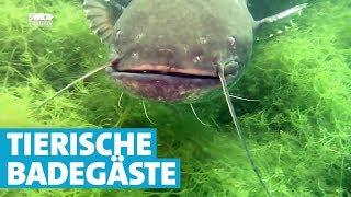 Was schwimmt da unten im Baggersee?