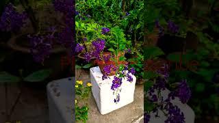 #Duranta#erecta #shorts#viral#video