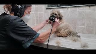 Difficult Doggie Groom; ShihTzu/Poodle Puppy's 1st groom, fidgety, holding techniques, no restraints