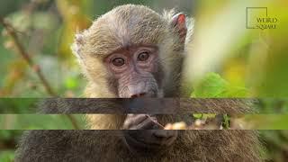 Interesting facts about Olive Baboon by weird square