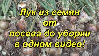 Лук репчатый из семян - в одном видео от посева до уборки! Посмотрите видео и вырастите лук сами!