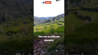 These are rice fields and mountains in Indonesia