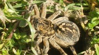 Spider tarantula - Lycosa singoriensis