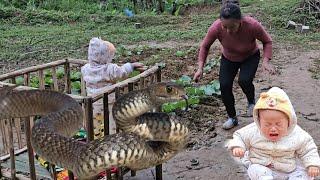 full video 60 days single mother builds a farm in a mysterious and dangerous forest /Ly Thi Chanh