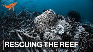 A Sea of Hope | Great Barrier Reef