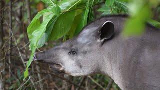 South American tapir - Tapirus terrestris - Anta