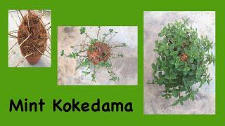 Mint kokedama | How to grow mint easily at home | Tips and tricks in growing mint